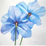 “Himalayan Blue Poppy”